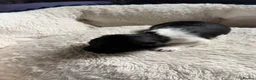 Jackapoo dogs for sale: Jackapoo beautiful puppies  - Advert 22
