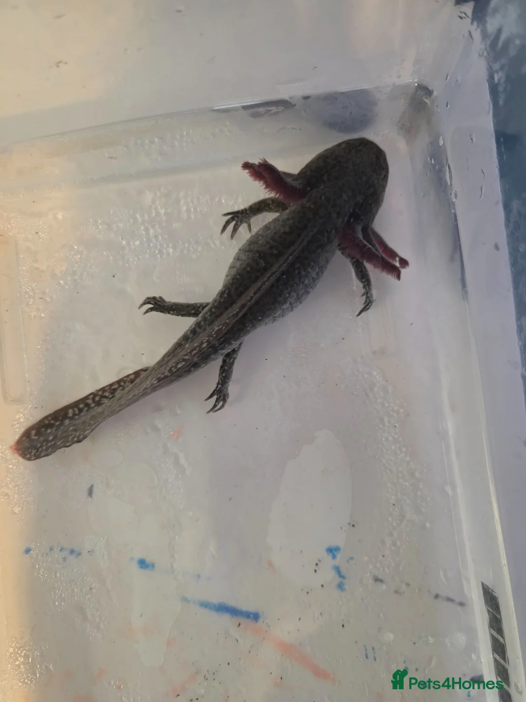Axolotl reptiles for sale: Black wild hypo axolotl  - Advert 1