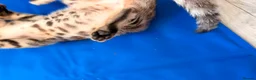 Bengal cats for sale: ✨ Exceptional Pure TICA Reg Bengal Kittens ✨  - Advert 14