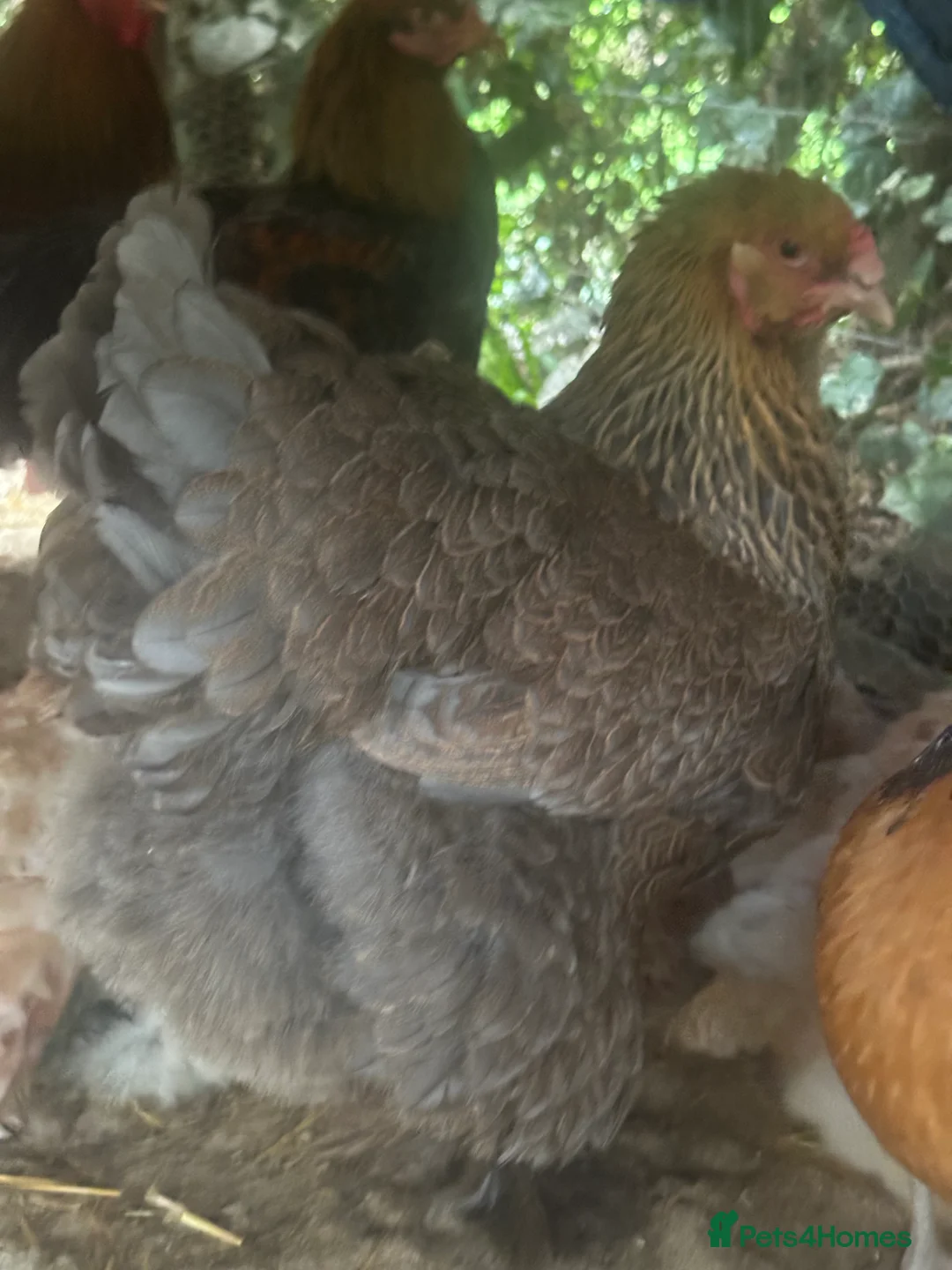 Chickens poultry for sale: Brahma ,silkie ,easter egger,pure and mixed breed - Advert 5