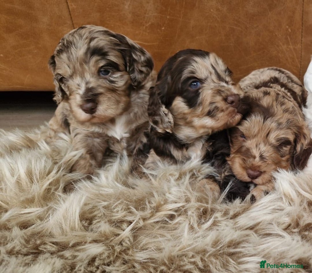 Cockapoo dogs for sale: Cockerpoo F1b Puppies expected 6 December  - Image 4