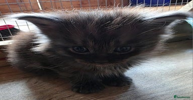 Maine Coon cats - Advert 9