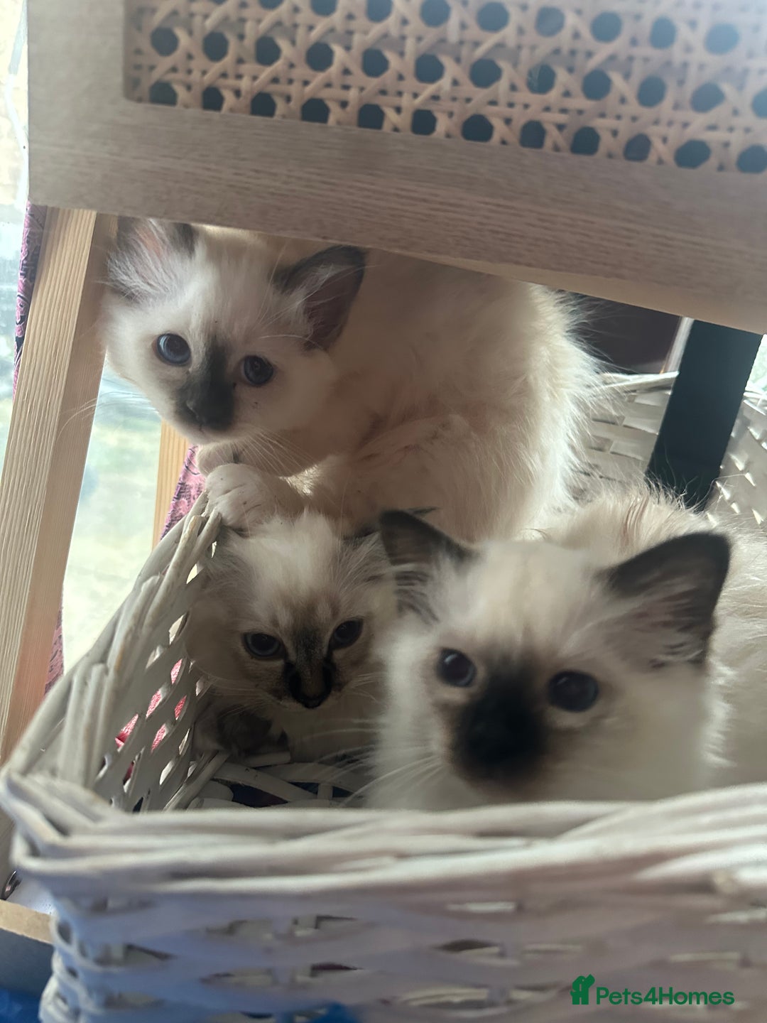 Birman cats for sale: Lovely Birman kittens  - Image 26