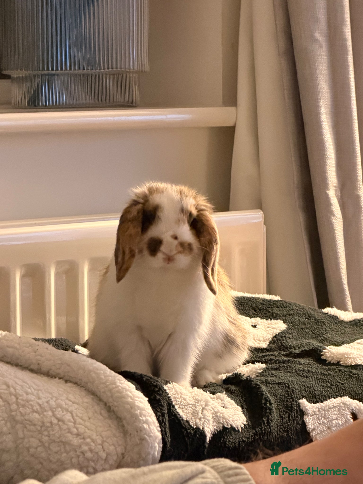 Mini Lop rabbits Beautiful Male Mini Lop - Advert 2