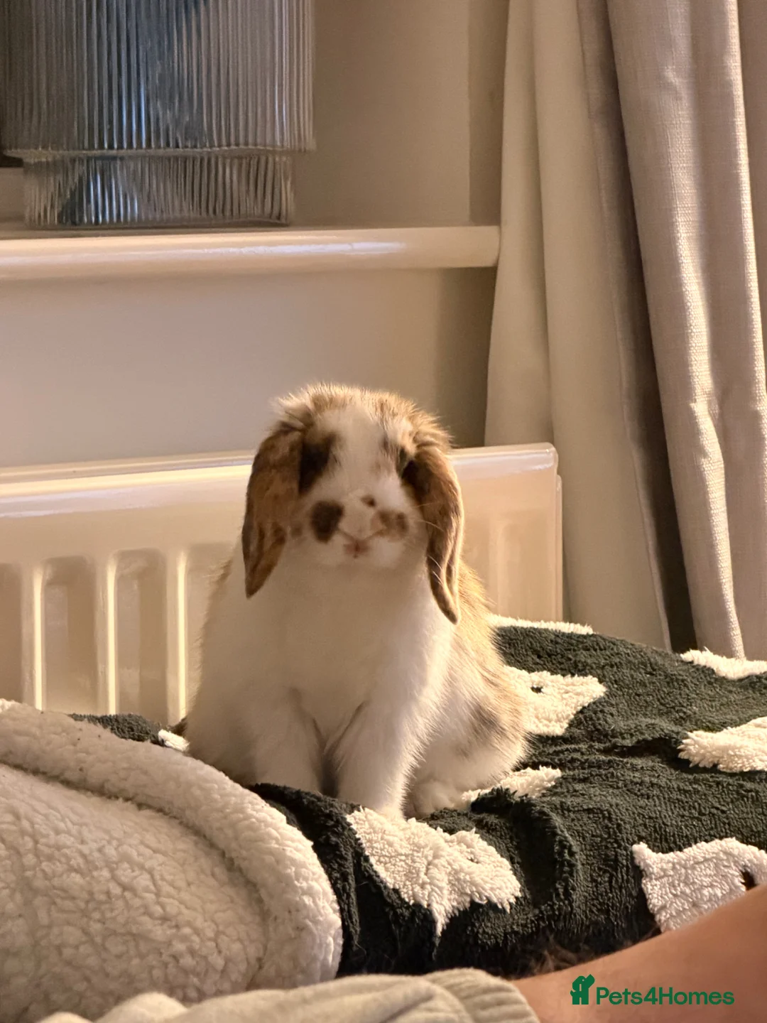 Mini Lop rabbits for sale: Beautiful Male Mini Lop in Basingstoke - Advert 1