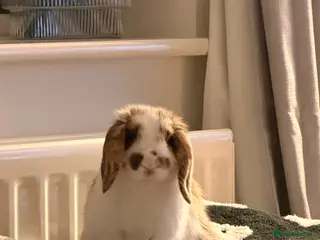 Mini Lop rabbits Beautiful Male Mini Lop - Advert 2