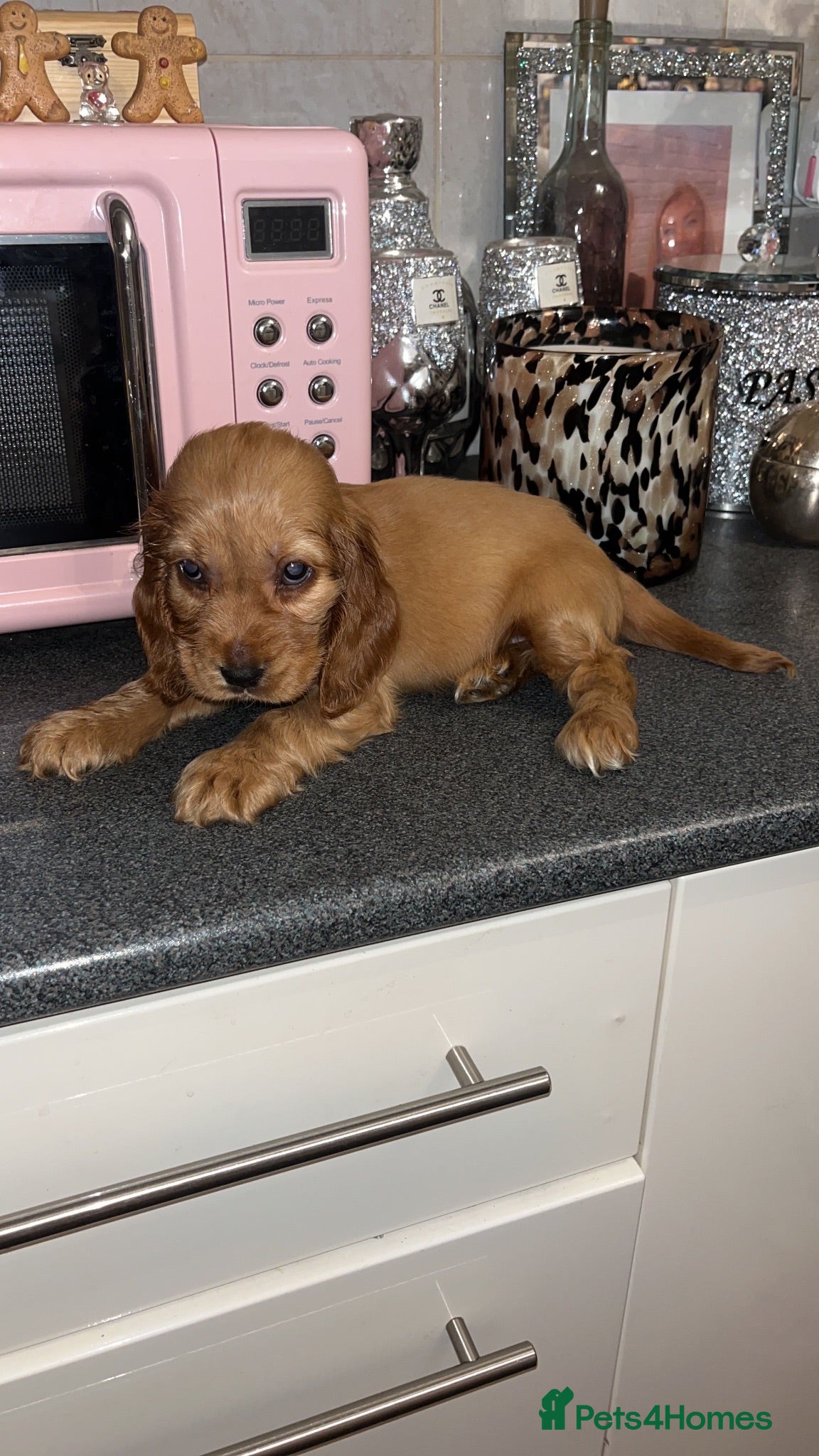 Cocker Spaniel dogs GORGEOUS cocker spaniel girl - Advert 1