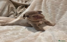 French Bulldog dogs for sale: Isabella & lilac & tan chunky frenchies - Advert 27