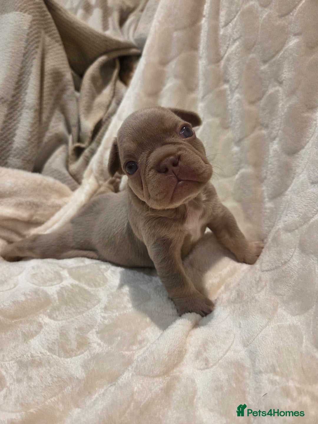 French Bulldog dogs for sale: Isabella & lilac & tan chunky frenchies - Advert 27