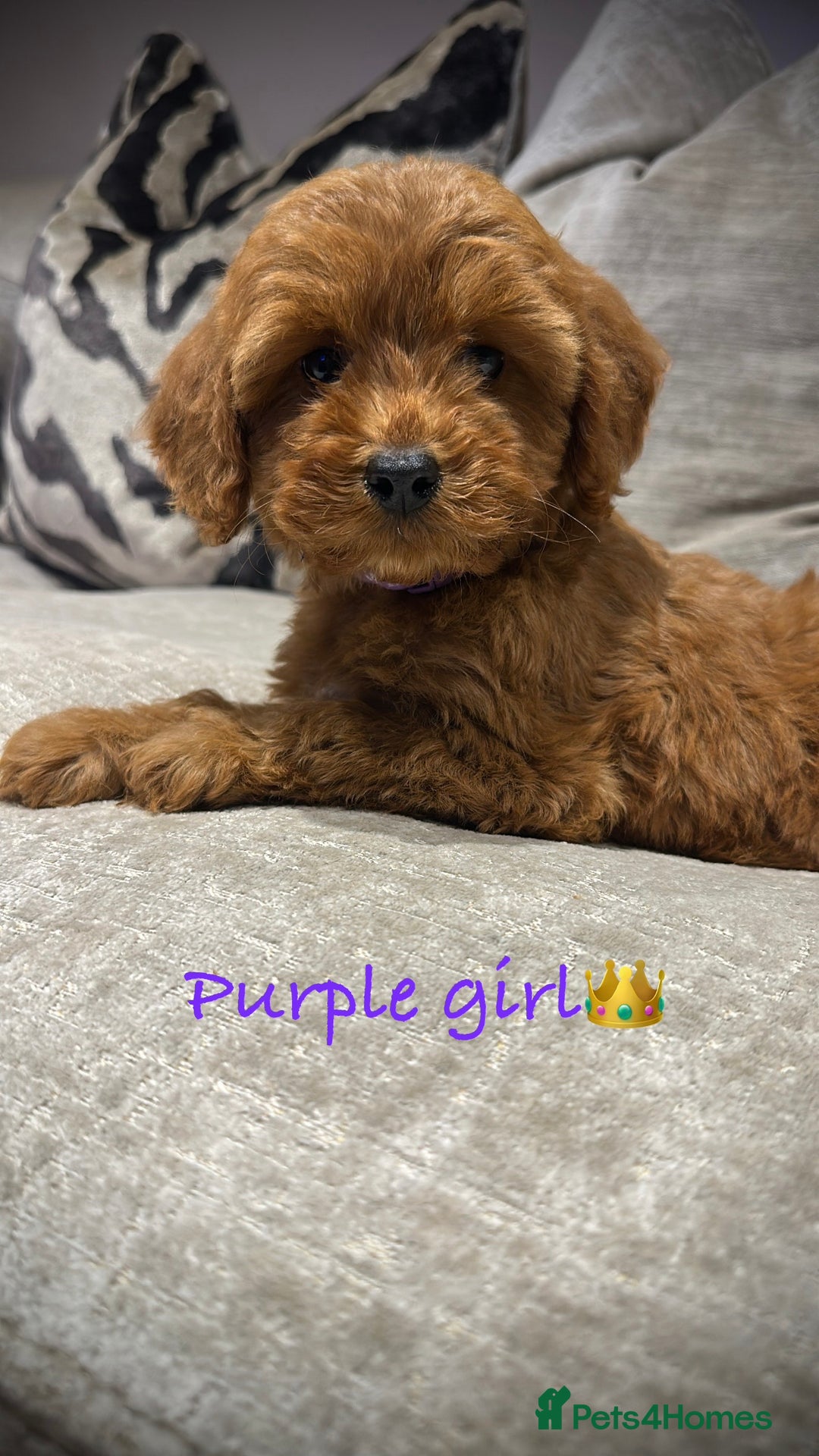Cockapoo dogs for sale: 🐾Adorable toy cockapoos ready now 🐾 - Advert 3
