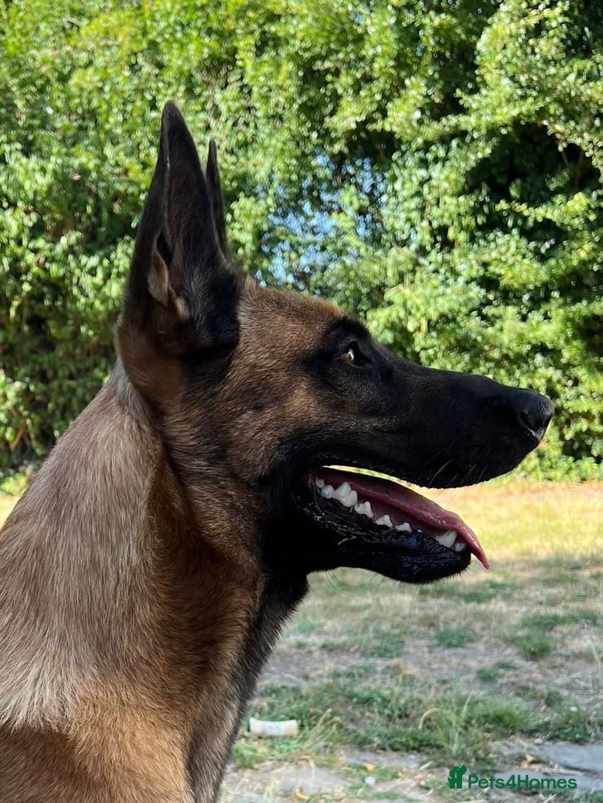 Belgian Shepherd Dog dogs Belgian Malinois Stud | KC & KNPV Lines  - Advert 11