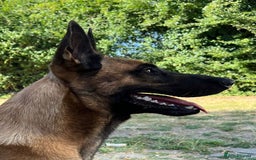 Belgian Shepherd Dog dogs for stud: Belgian Malinois Stud | KC & KNPV Lines  - Image 1