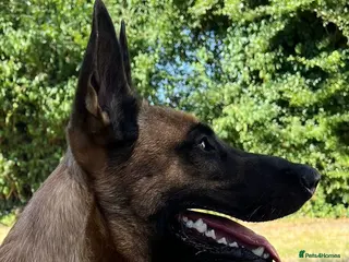 Belgian Shepherd Dog dogs Belgian Malinois Stud | KC & KNPV Lines - Advert 11