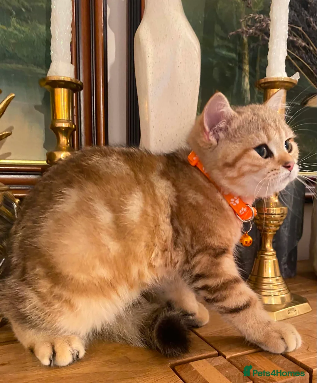 British Shorthair cats for sale: British shorthair kittens  - Advert 2