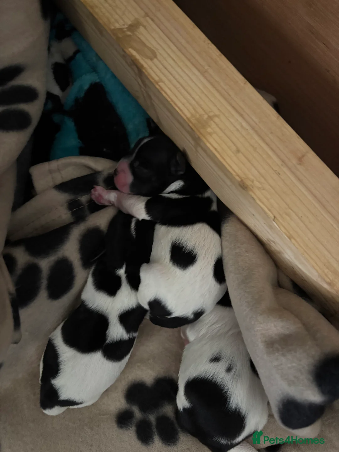 Mixed Breed dogs for sale: Mixed breed puppies  - Advert 4