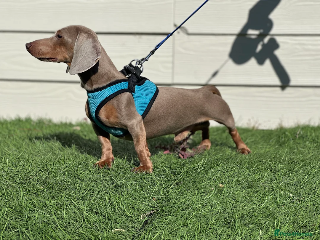 Dachshund dogs for stud: KC Isabella Rabbit Dachshund 2.7kg in Basildon - Advert 6