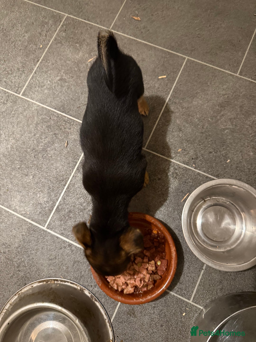 Mixed Breed dogs for sale: Tiny and beautiful  - Advert 12