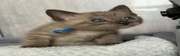 Bengal cats for sale: TICA registered Seal Solid Silver Mink Bengals - Advert 24
