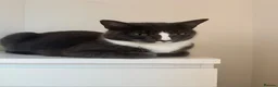 Mixed Breed cats for sale: Mushu in Hayes - Advert 2
