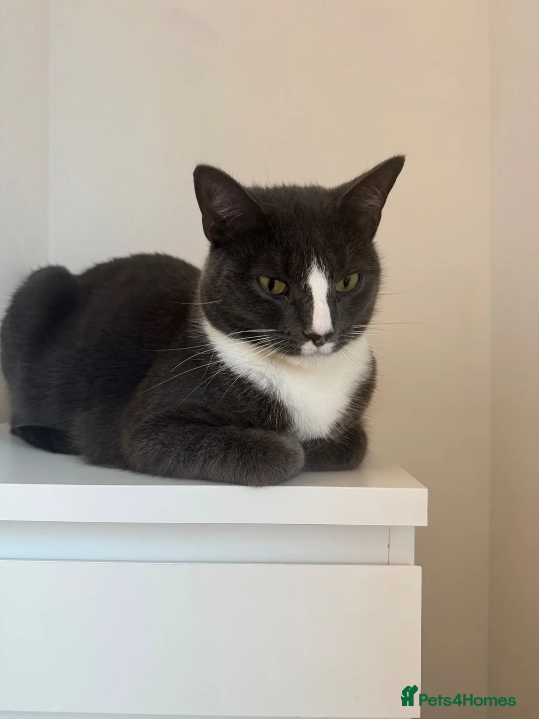 Mixed Breed cats for sale: Mushu in Hayes - Advert 2