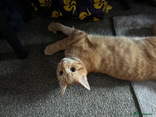 Mixed Breed cats Male 6 month old kitten - Advert 1