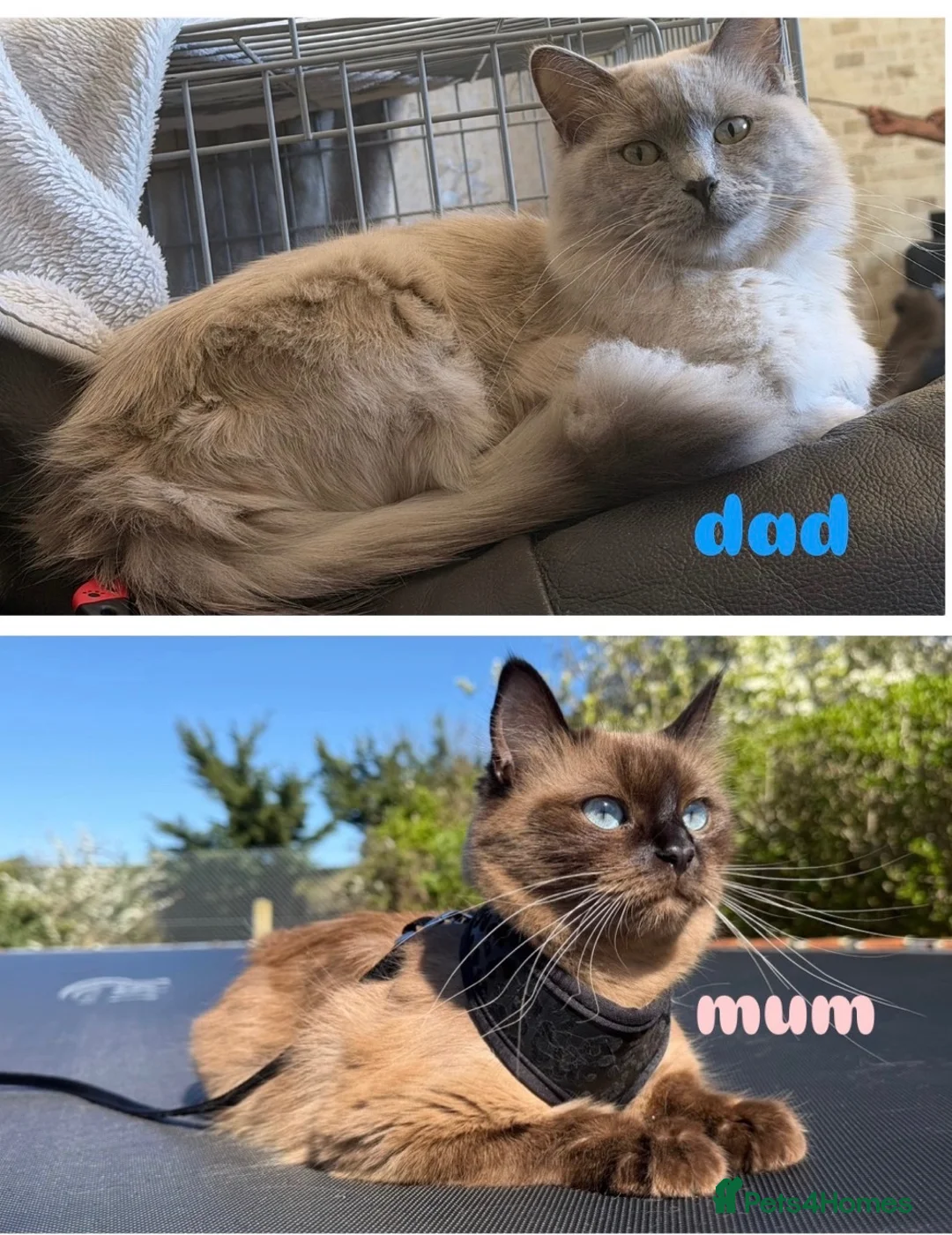 Ragdoll cats for sale: Beautiful Pure Ragdoll Kittens – 2 Boys & 1 Girl - Advert 2