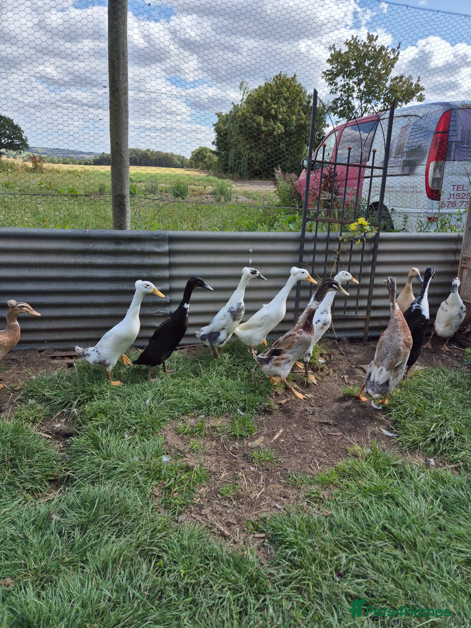 Ducks poultry Indian runner ducks - hatching eggs & ducklings - Advert 1