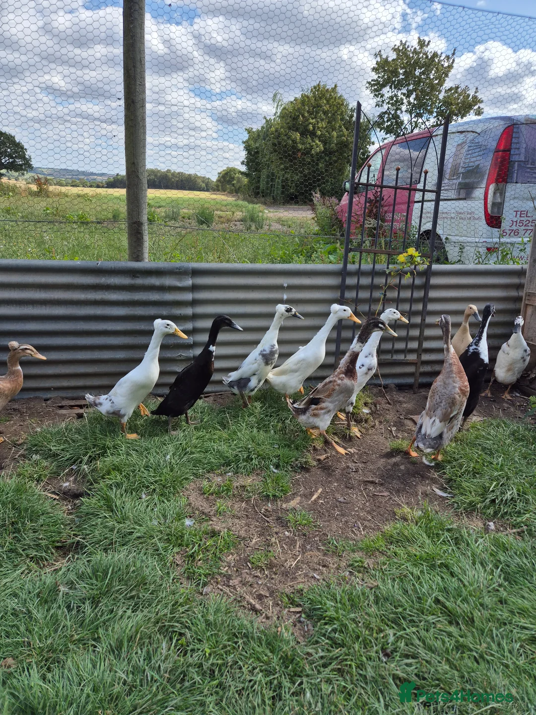 Ducks poultry for sale: Indian runner ducks - hatching eggs & ducklings - Advert 1