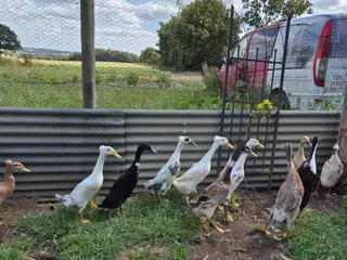 Ducks poultry Indian runner ducks - hatching eggs & ducklings - Advert 1