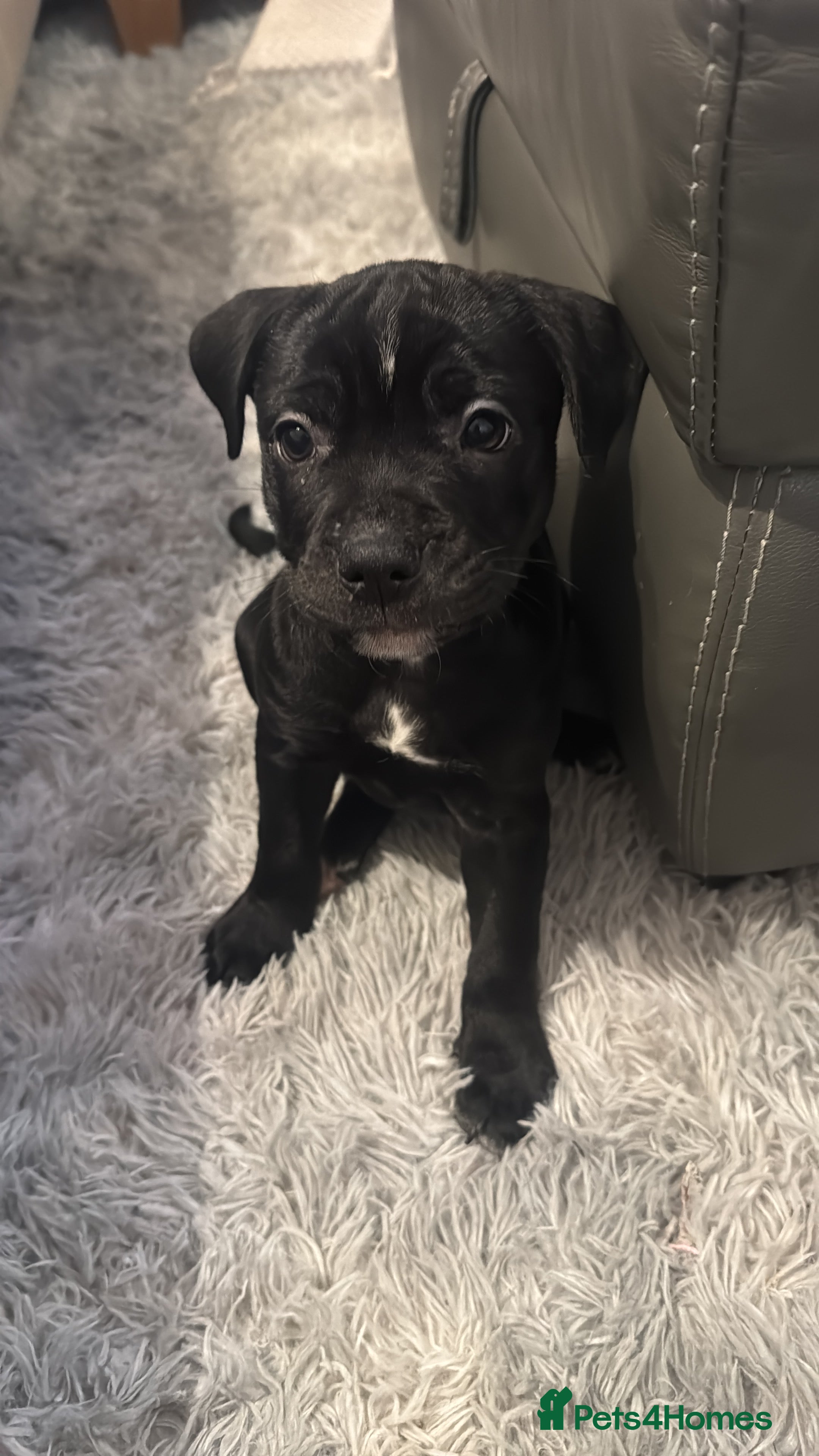 Staffordshire Bull Terrier dogs Last little staffy girl  - Advert 15