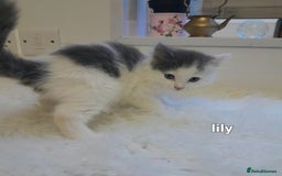 Siamese cats for sale: Bi colour blue and white kittens - Image 35