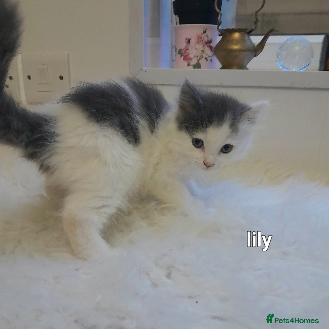 Siamese cats for sale: Bi colour blue and white kittens - Image 35