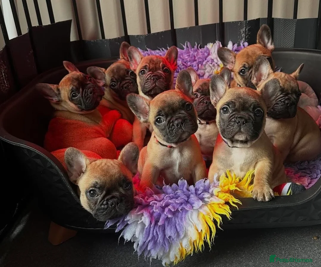French Bulldog dogs for stud: Mani standard red silver fbce RFG 1  in Edinburgh - Advert 37