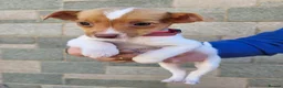 Jack Russell dogs for sale: Beautiful Jack Russell puppies - Advert 8