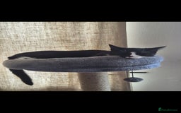 Maine Coon cats for sale: 3 cats looking for a loving home - Image 10