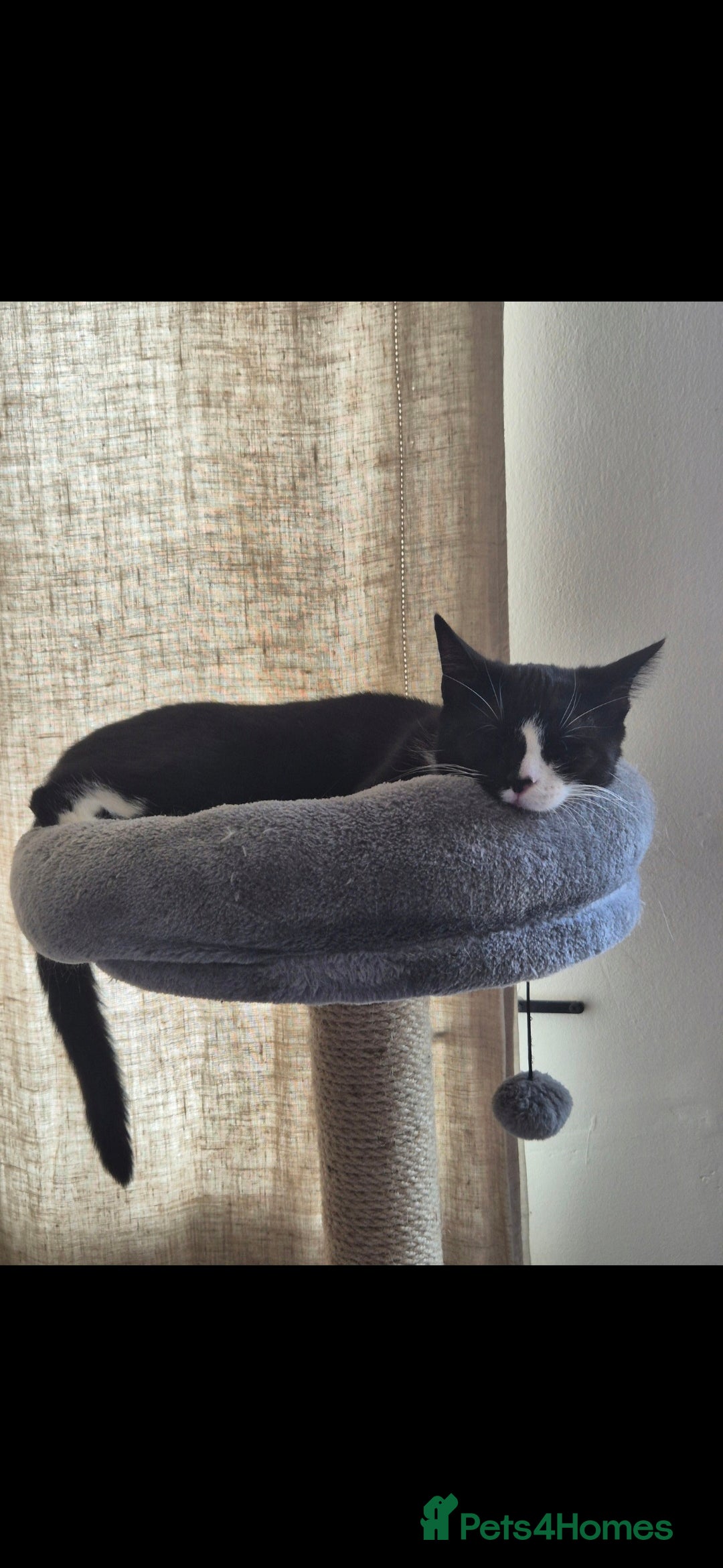 Maine Coon cats for sale: 3 cats looking for a loving home - Image 10