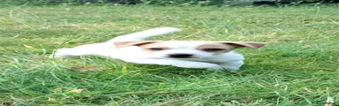 Jack Russell 3