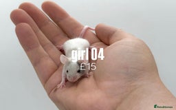 Mouse rodents for sale: fancy mice - (please read the description).  - Image 4
