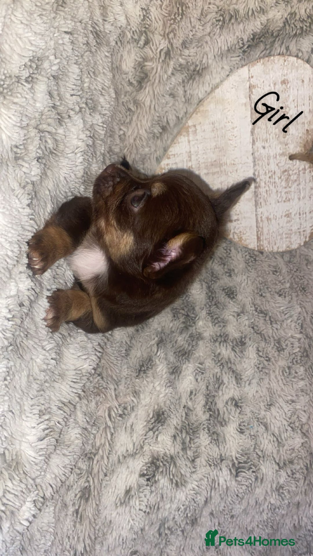 Chihuahua dogs for sale: ✨🐾 chihuahua pups 🐾✨ - Image 9