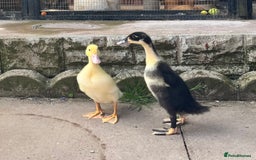 Ducks poultry for sale: Magpie ducklings x 4  - Image 1