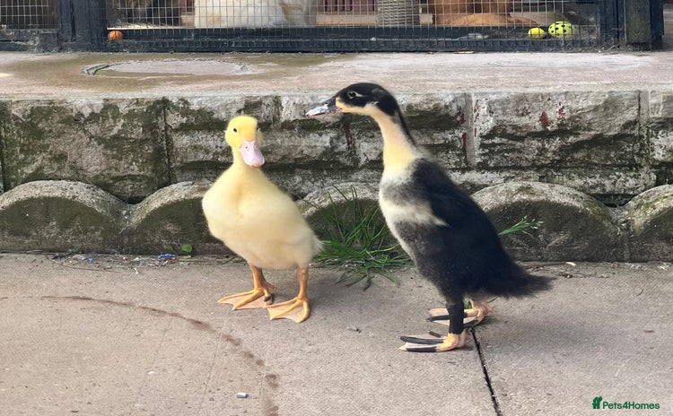Ducks poultry - Advert 1