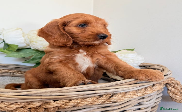 Australian Labradoodle dogs - Advert 4