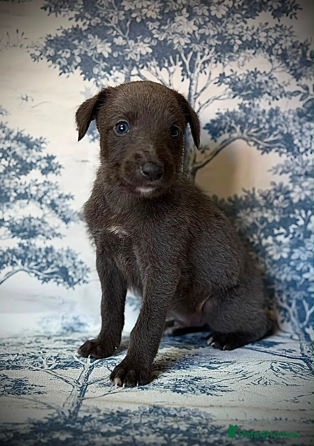 Mixed Breed dogs for sale: Bedlington whippet puppies  - Advert 2