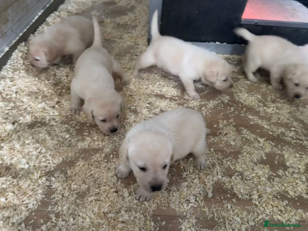 Labrador Retriever dogs for sale: Beautiful heavy chunky puppies  - Image 4