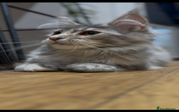 Maine Coon cats for sale: Maine coon kittens•Ready to leave•Fully vaccinated - Image 16