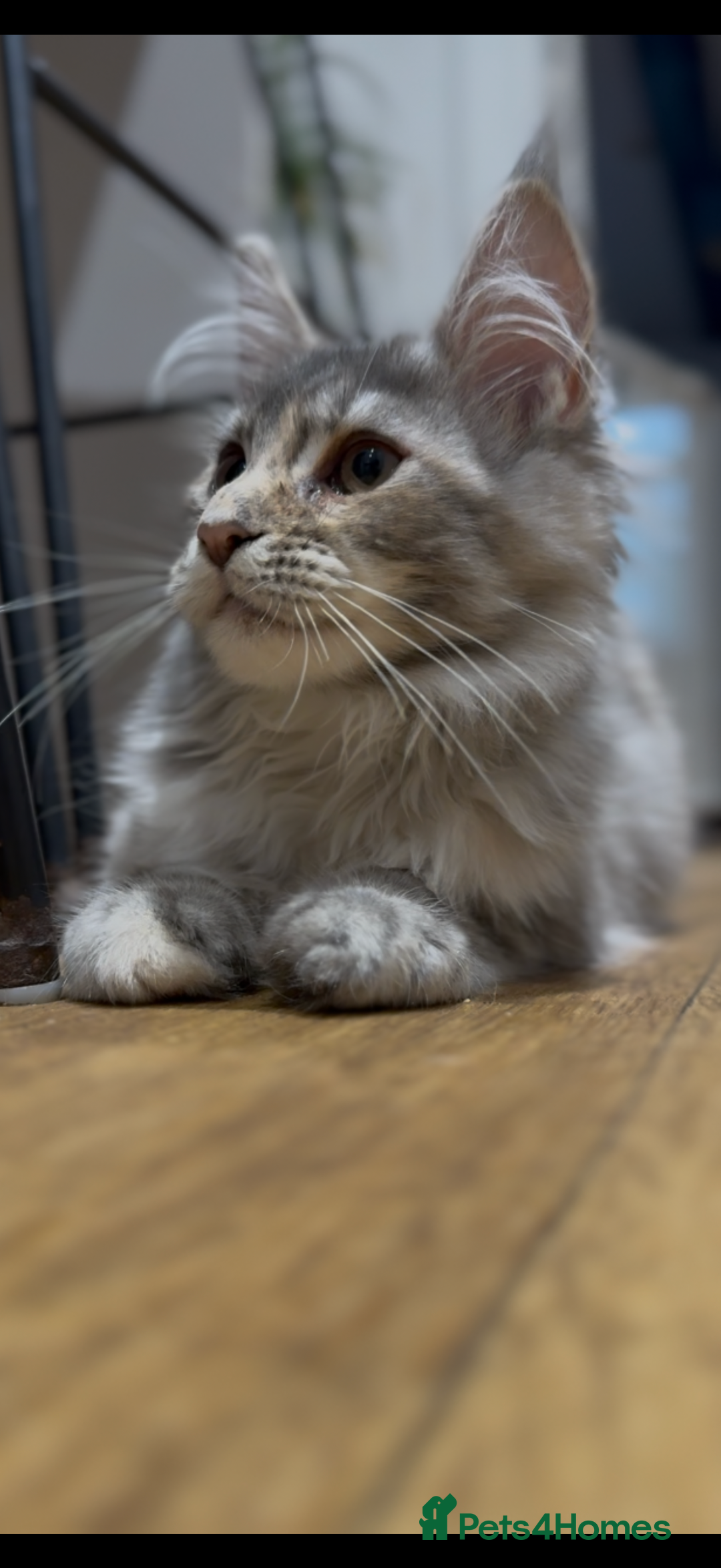 Maine Coon cats for sale: Maine coon kittens•Ready to leave•Fully vaccinated - Image 16