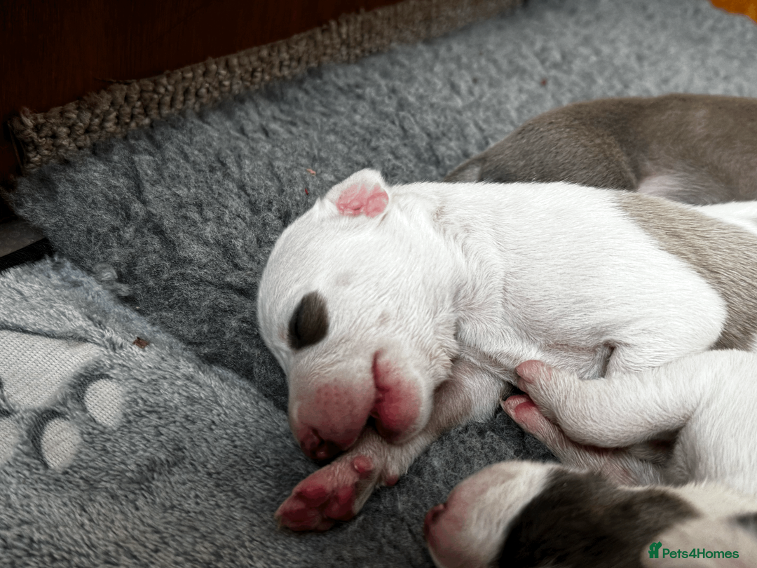 Whippet dogs for sale: KC Registered Small Whippet Puppies  - Advert 20