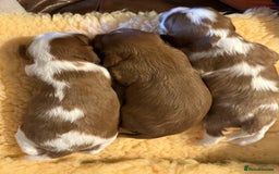 Cavalier King Charles Spaniel dogs for sale: Kc Cavalier King Charles Spaniel pups DNA tested  - Image 3