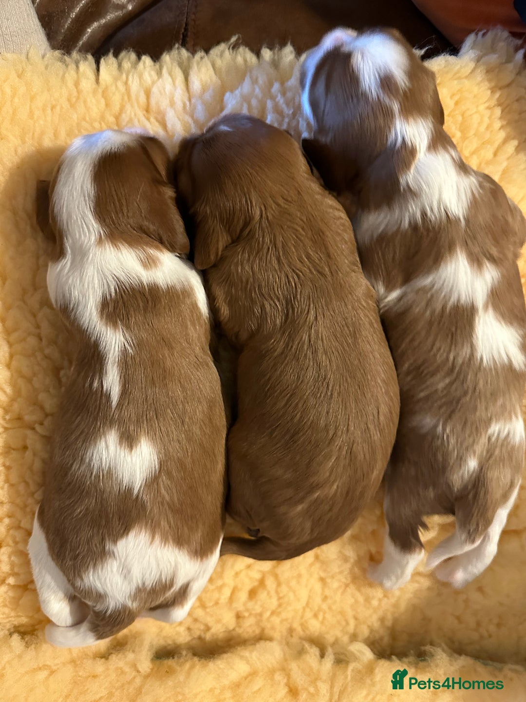Cavalier King Charles Spaniel dogs for sale: Kc Cavalier King Charles Spaniel pups DNA tested  - Image 3