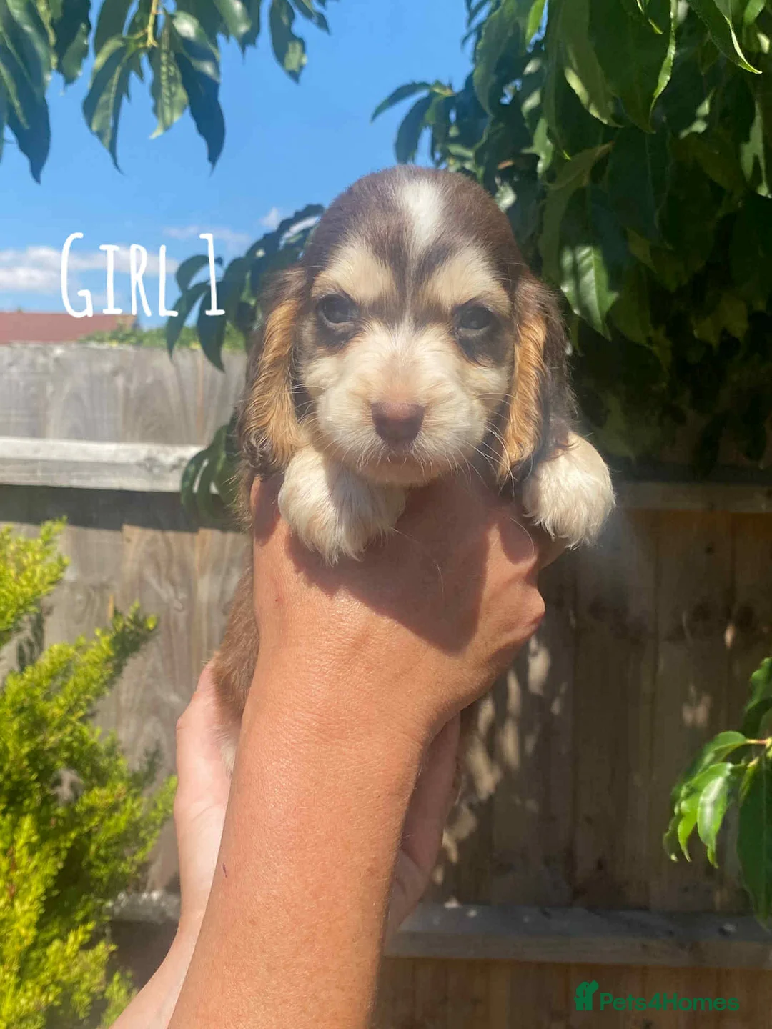 Cocker Spaniel dogs for stud: Show type cocker spaniel in Braintree - Advert 8